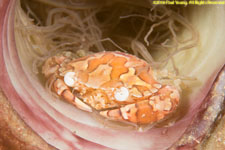 crab in tube anemone